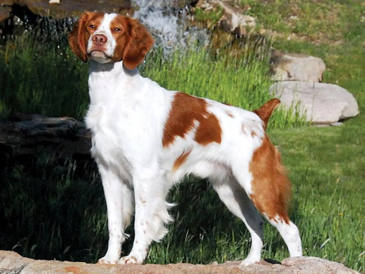 Brittany Dog